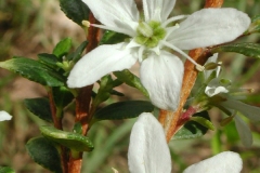 Closer-view-of-flower-of-Buchu