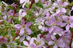 Flowers-of-Buchu-plant