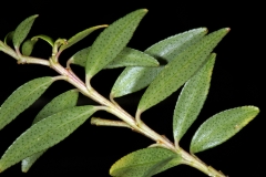 Leaves-of-Buchu-plant