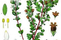 Plant-Illustration-of-Buchu