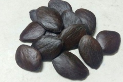 Seeds-of-Buchu