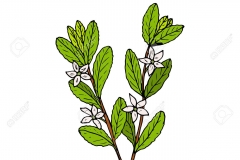 Sketch-of-Buchu-plant