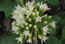 Closer-view-of-flower-of-Buckthorn-bully