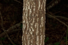 Bark-of-Buckthorn-bully