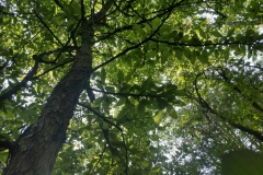 Buckthorn-bully-tree