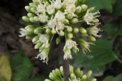 Flowers-of-Buckthorn-bully