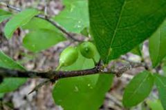 Immature-fruits-of-Buckthorn-bully