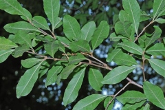 Leaves-of-Buckthorn-bully