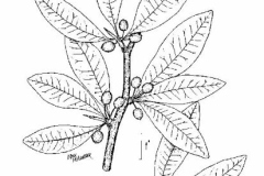 Plant-Illustration-of-Buckthorn-bully