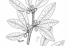 Plant-Illustration-of-Buckthorn-bully