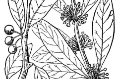 Sketch-of-Buckthorn-bully