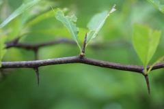 Spines-of-Buckthorn-bully