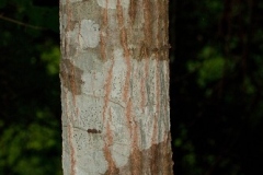 Trunk-of-Buckthorn-bully