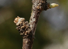 Twigs-of-Buckthorn-bully