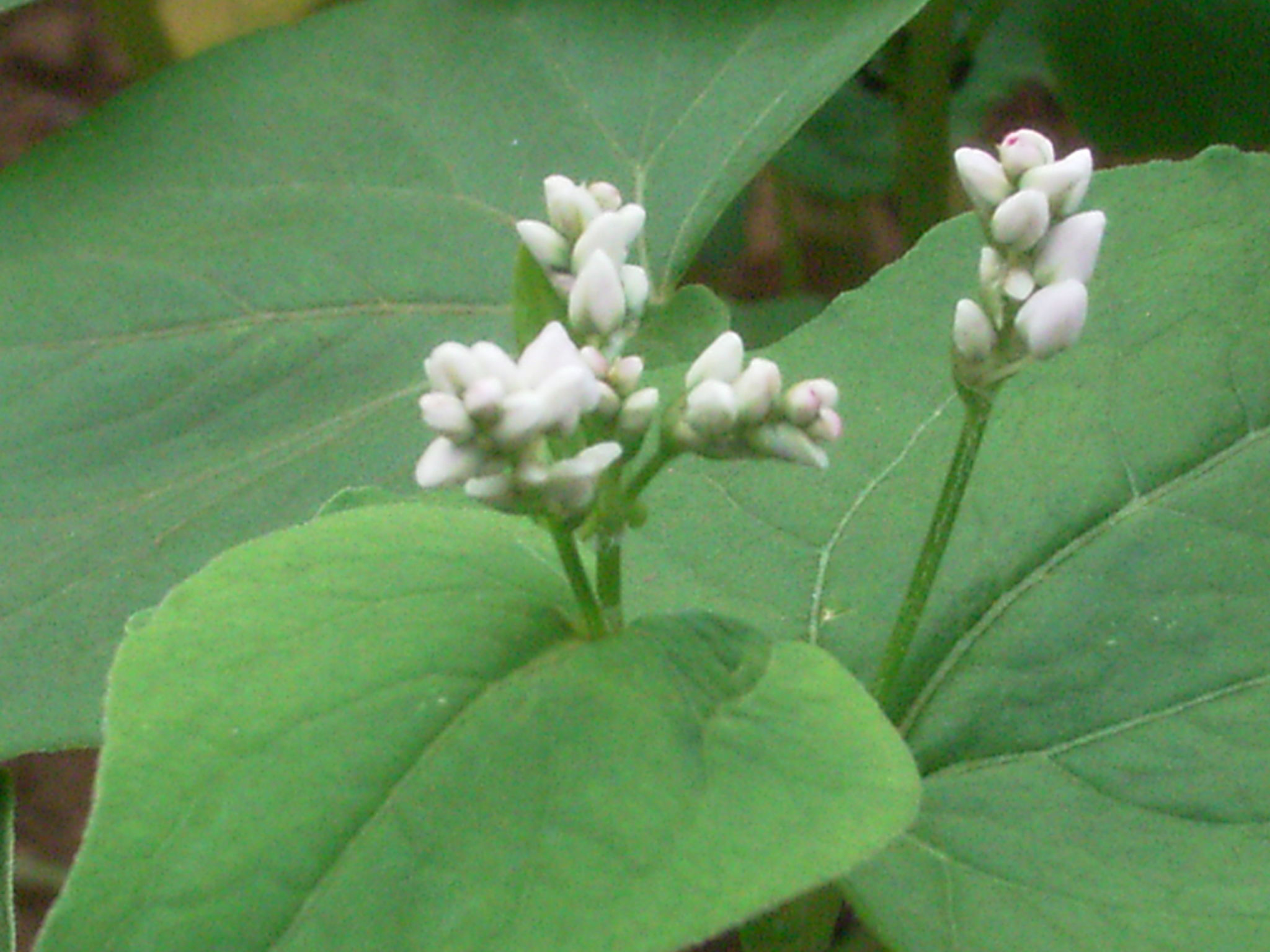 Flower-bud-of-Buckwheat
