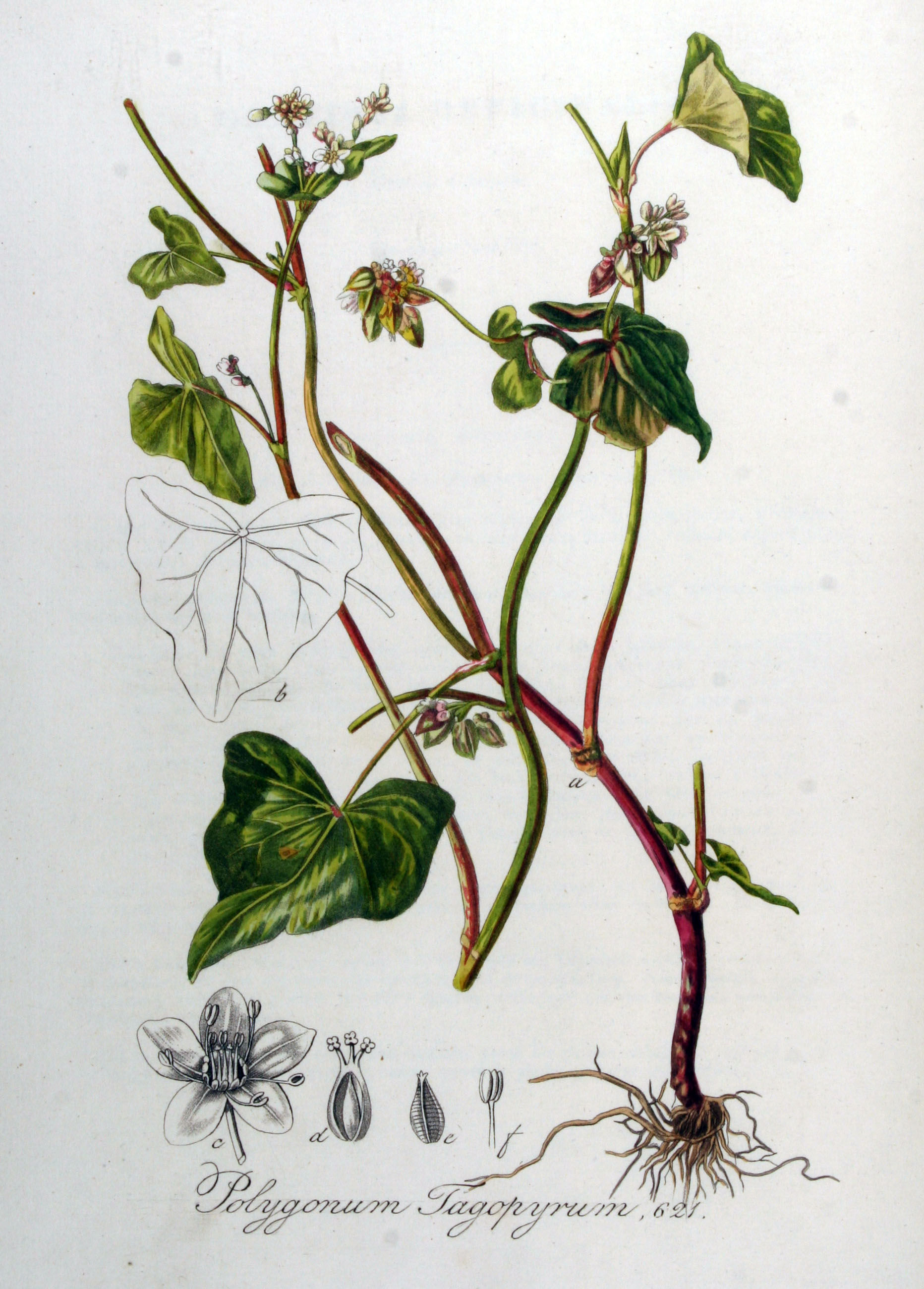Plant-illustration-of-Buckwheat