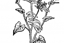 Buckwheat-drawing