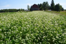 Buckwheat-farm
