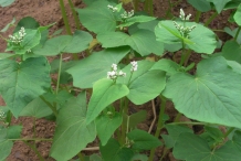 Buckwheat-leaves