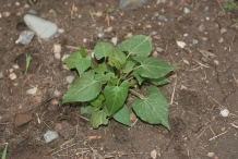 Buckwheat-plant