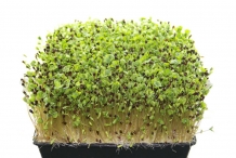 Buckwheat-sprouts