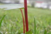 Buckwheat-stem