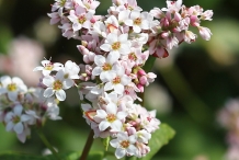 Close-up-flower-of-Buckwheat