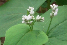 Flower-bud-of-Buckwheat