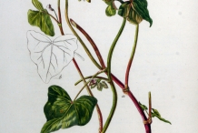 Plant-illustration-of-Buckwheat