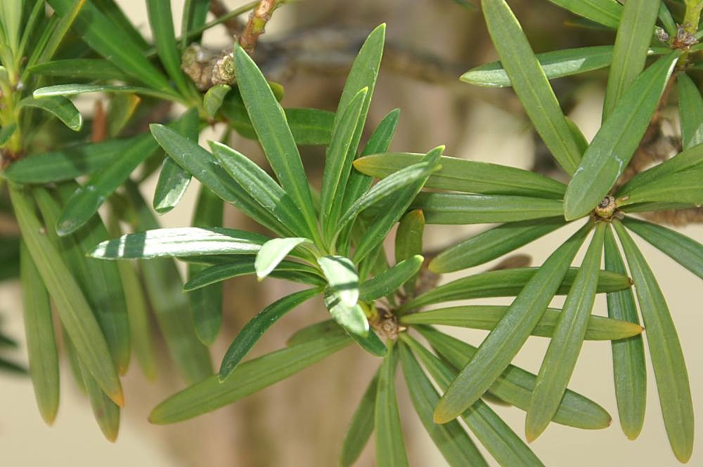Closer-view-of-leaves-of-Buddhist-pine