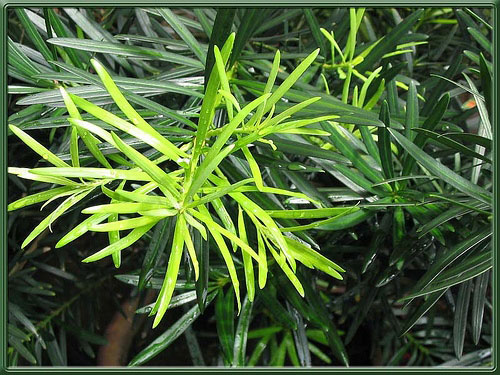 Leaves-of-Buddhist-pine