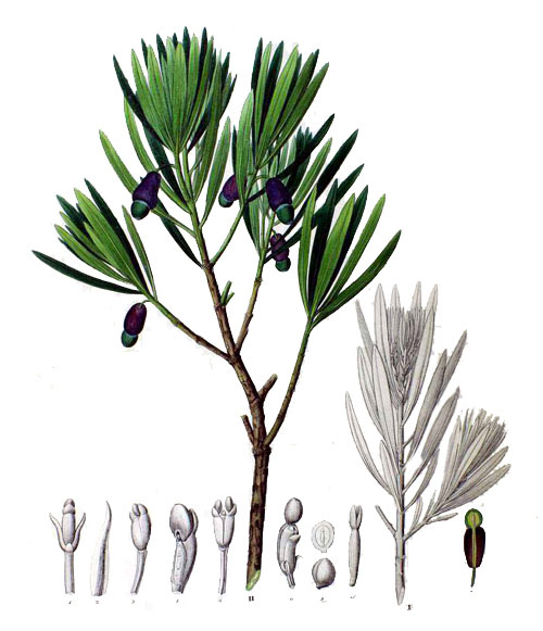 Plant-illustration-of-Buddhist-pine