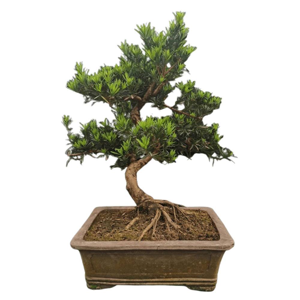 Small-Buddhist-pine-tree-on-the-pot