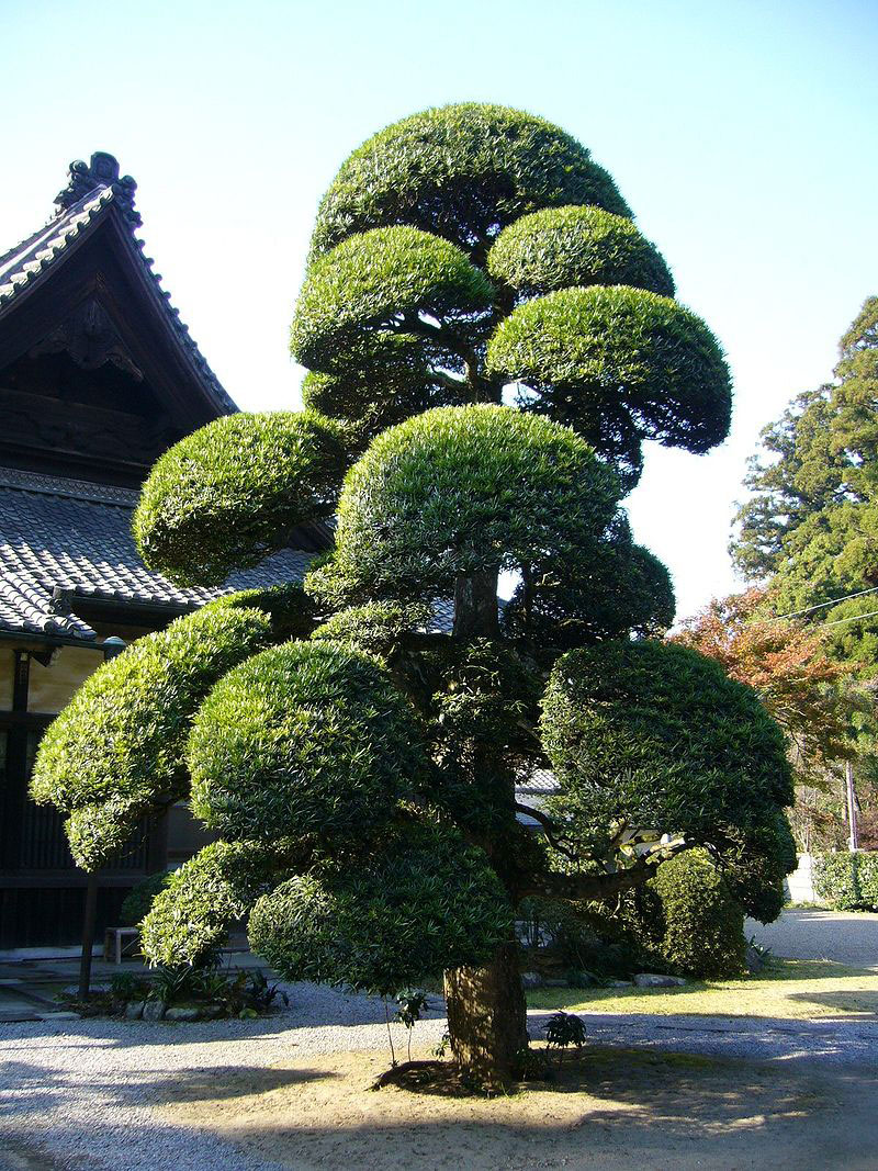 Trimmed-Buddhist-pine-tree