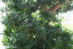 Buddhist-pine-Tree