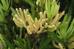 Flowers-of-Buddhist-pine
