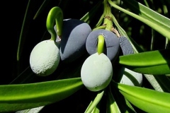 Fruits-of-Buddhist-pine