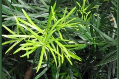 Leaves-of-Buddhist-pine