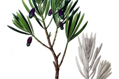 Plant-illustration-of-Buddhist-pine