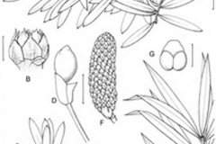 Sketch-of-Buddhist-pine