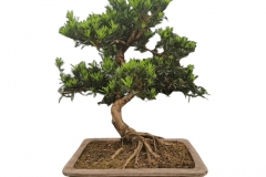 Small-Buddhist-pine-tree-on-the-pot