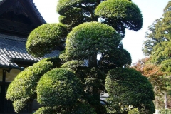 Trimmed-Buddhist-pine-tree