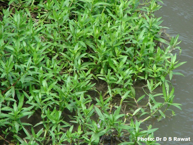Buffalo-spinach-plant-growing-near-water-source
