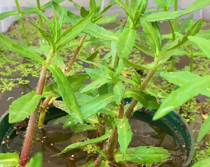 Buffalo-spinach-plant-grown-on-pot