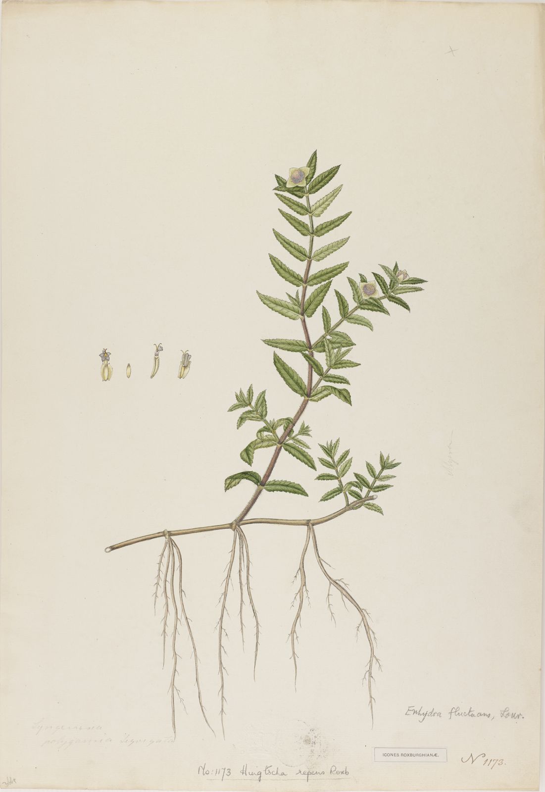 Plant-Illustration-of-Buffalo-spinach