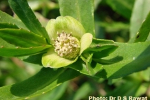 Flower-of-Buffalo-spinach