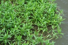 Buffalo-spinach-plant-growing-near-water-source