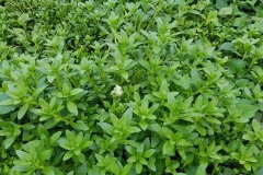 Buffalo-spinach-plant-growing-wild