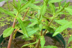 Buffalo-spinach-plant-grown-on-pot