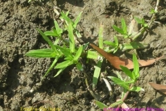Buffalo-spinach-plant